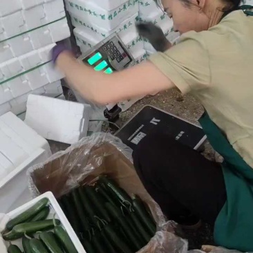 水果小黄瓜，小包装，六月十六日。