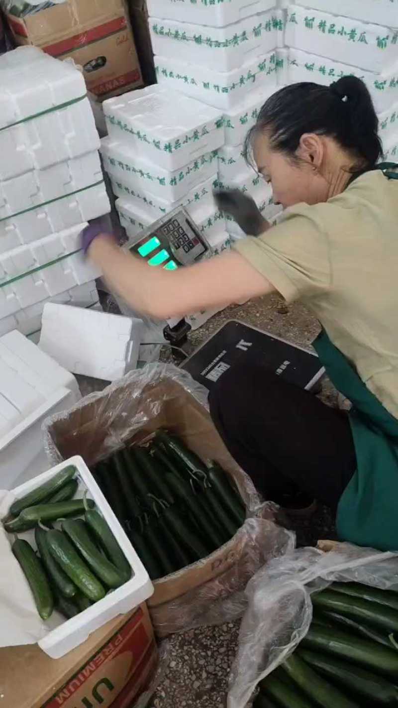 水果小黄瓜，小包装，六月十六日。
