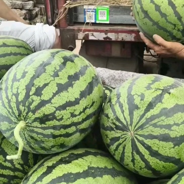 精品甜王西瓜大量上市，产地直销，一手货源，代发全国