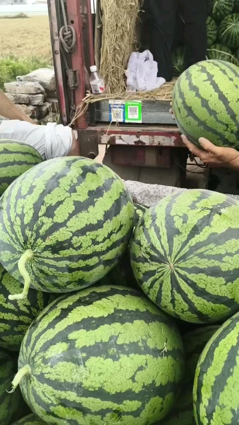 精品甜王西瓜大量上市，产地直销，一手货源，代发全国