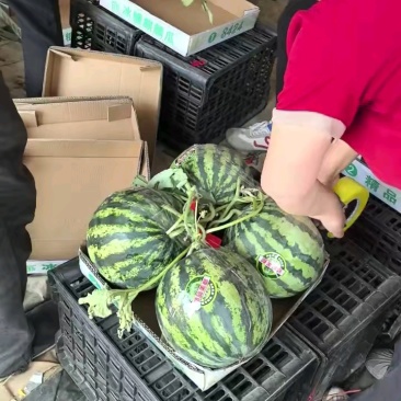 【甄选美都西瓜-火爆推荐】产地直发品质保障诚信