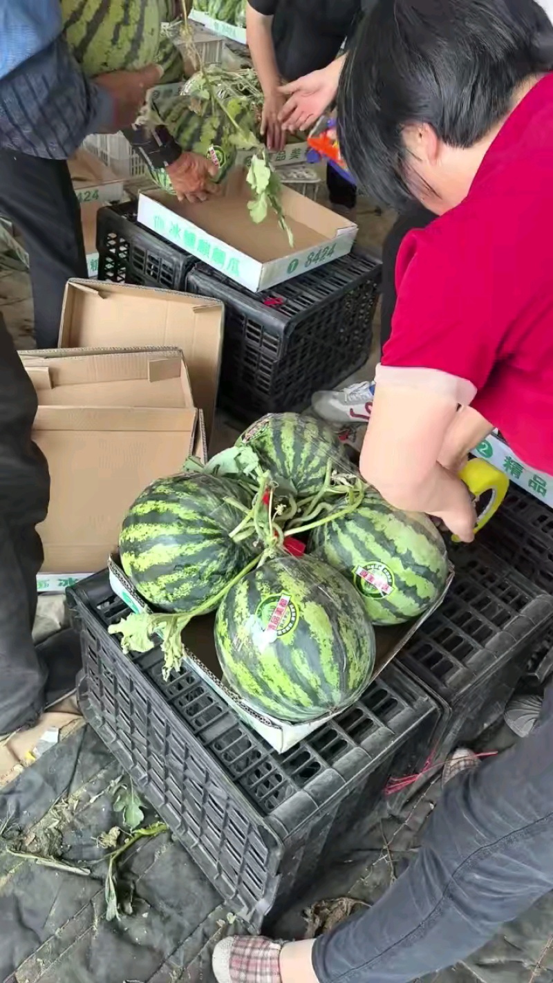 【甄选美都西瓜-火爆推荐】产地直发品质保障诚信