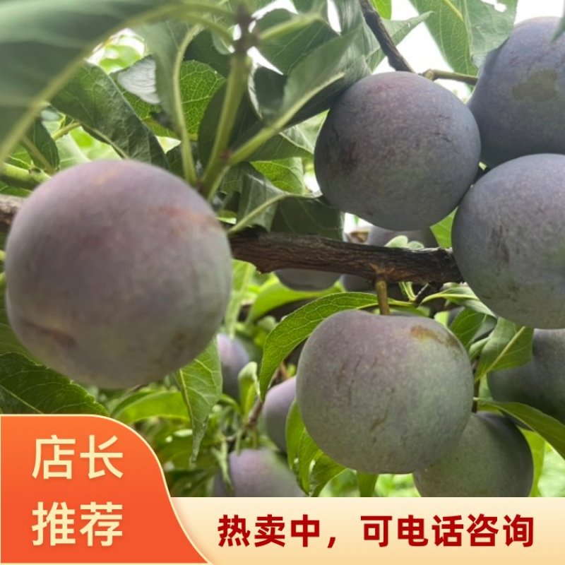 2026河南五月脆李子万亩鲜果园大量上市河南内乡县产地直发