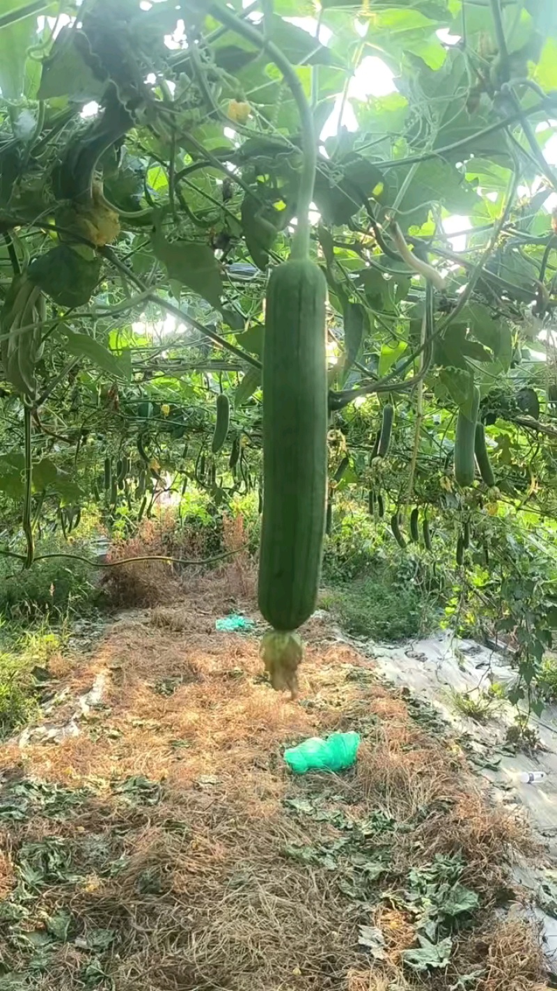 推荐精品鲜花油皮丝瓜小丝瓜产地直供量大从优联系
