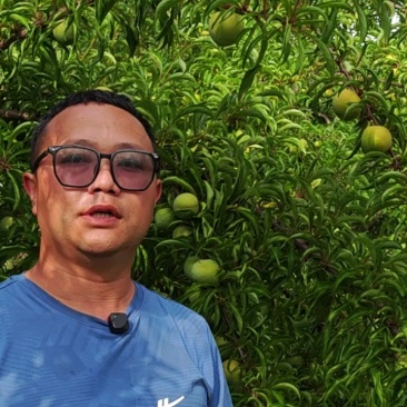 威宁蜂糖李基地，5年以上果树，个头大纯甜无酸