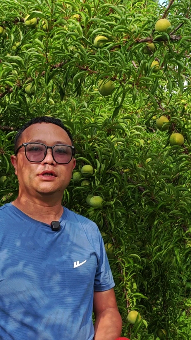 威宁蜂糖李基地，5年以上果树，个头大纯甜无酸