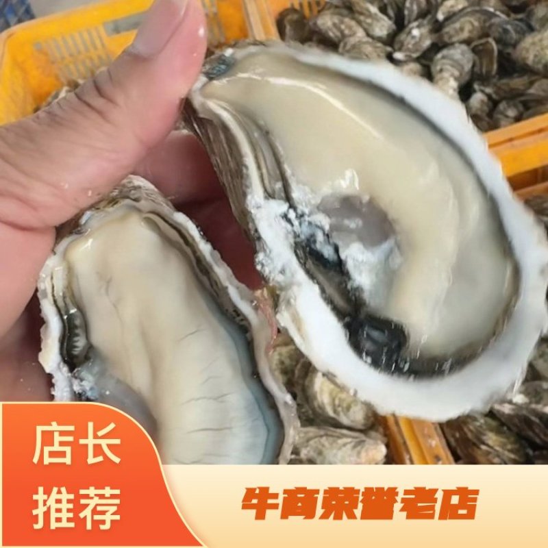 三倍体生蚝产地直销，规格齐全，期待以各大档口、店铺商家合