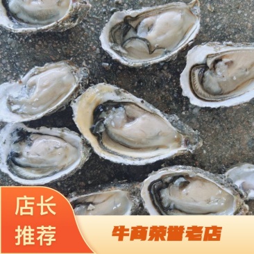 福建牡蛎全年供应，成招个大档口，门店合作