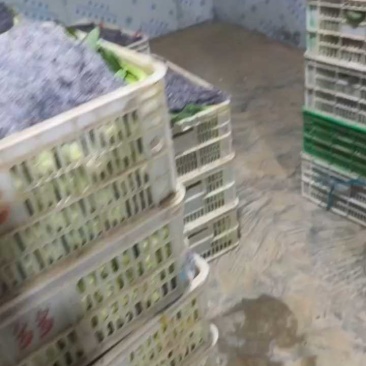 【热卖中】精品上海青量大质优品质保正大量供应各大商超