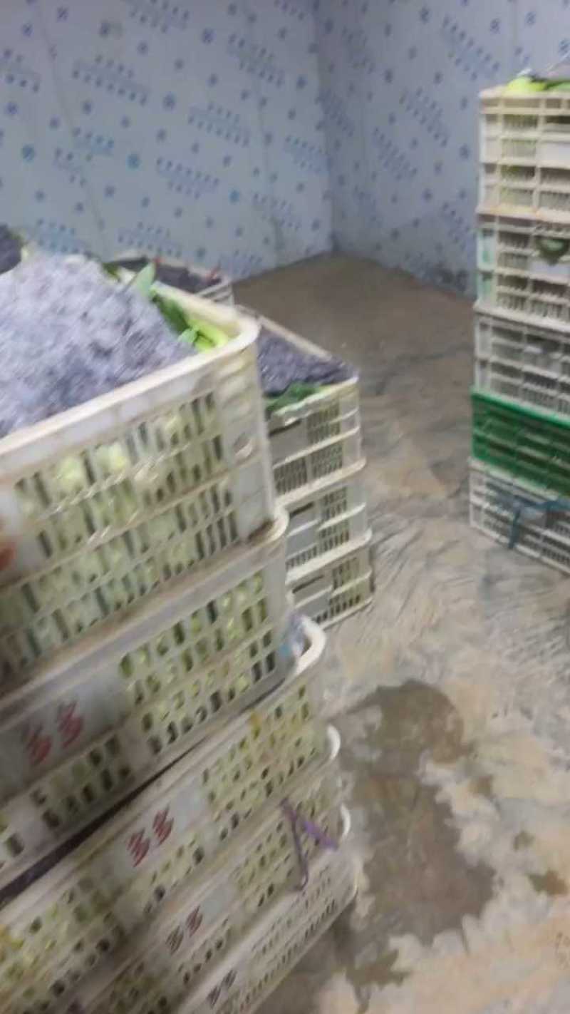 【热卖中】精品上海青量大质优品质保正大量供应各大商超