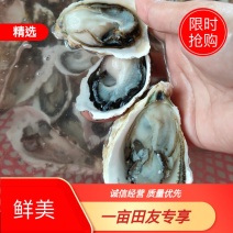 福建三倍体二倍体生蚝，码头上货常年供应大量有货