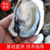 三倍体牡蛎全壳半壳常年供货产地直发保质保量