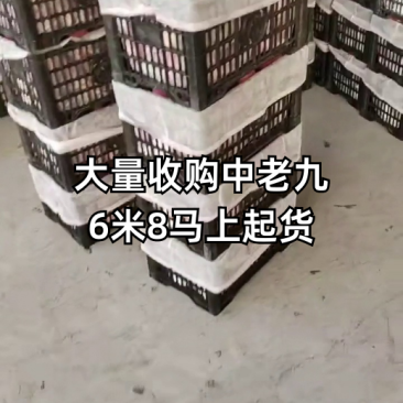 大量收购中，质量漂亮，6米8起货！