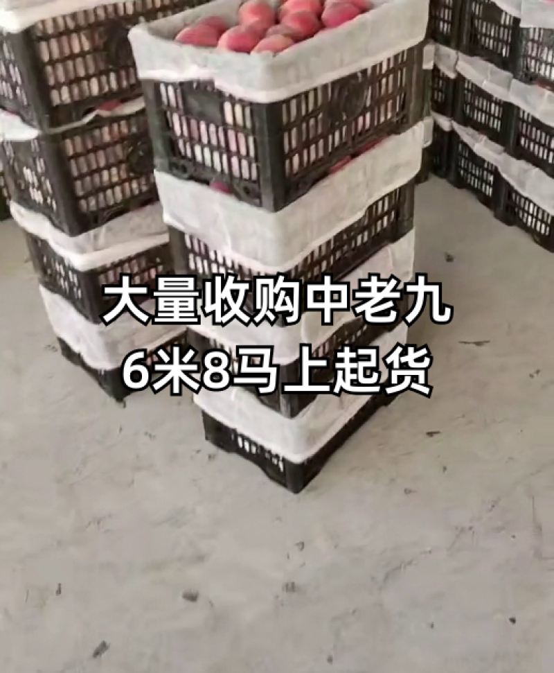 大量收购中，质量漂亮，6米8起货！
