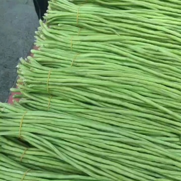 精品长豆角大量，欢迎来老板采购！
