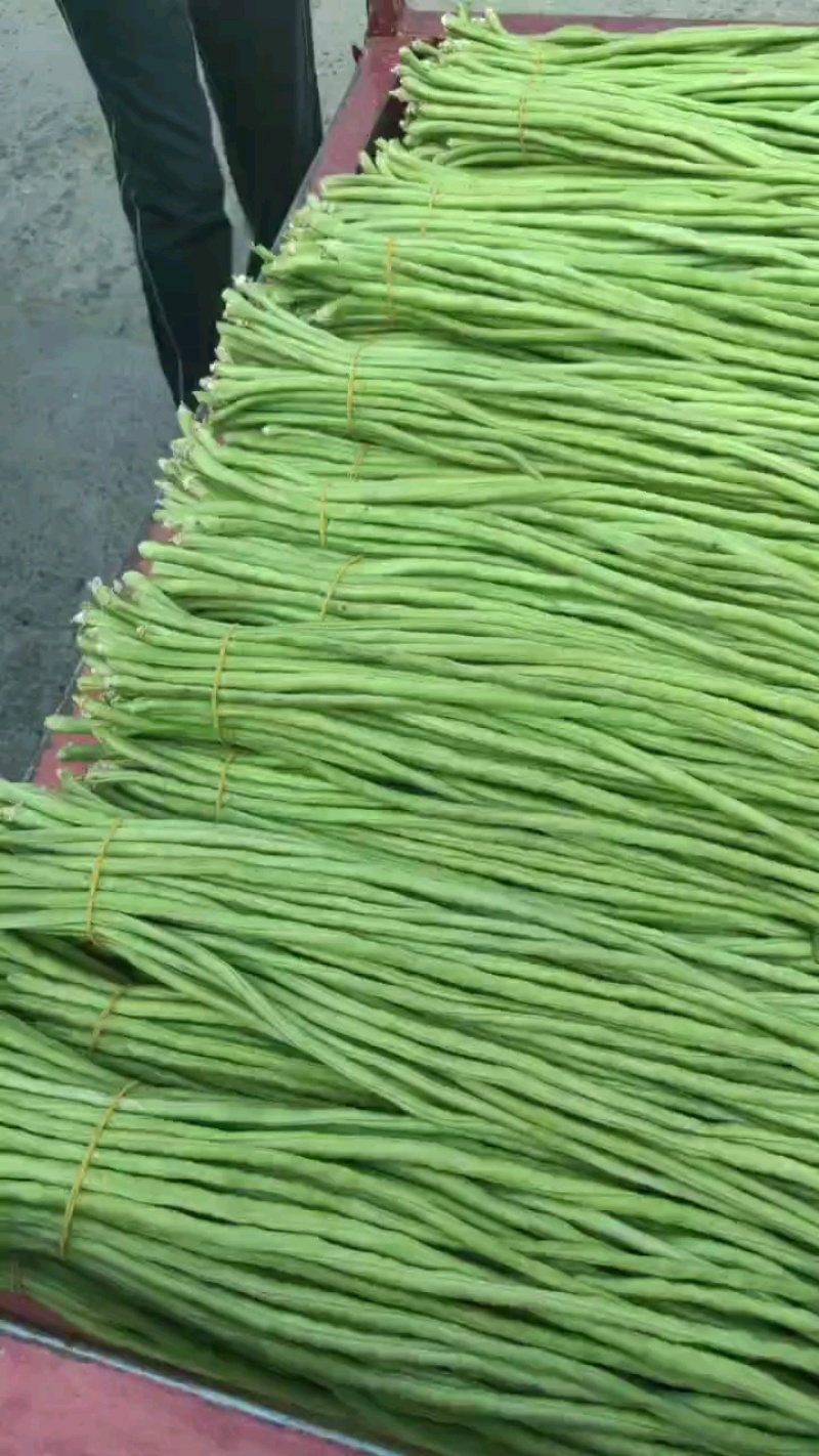 精品长豆角大量，欢迎来老板采购！