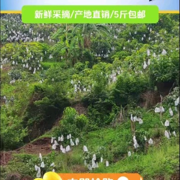 云南正宗椰香芒果产地直供一件代发