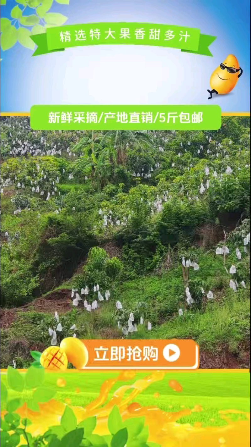 云南正宗椰香芒果产地直供一件代发