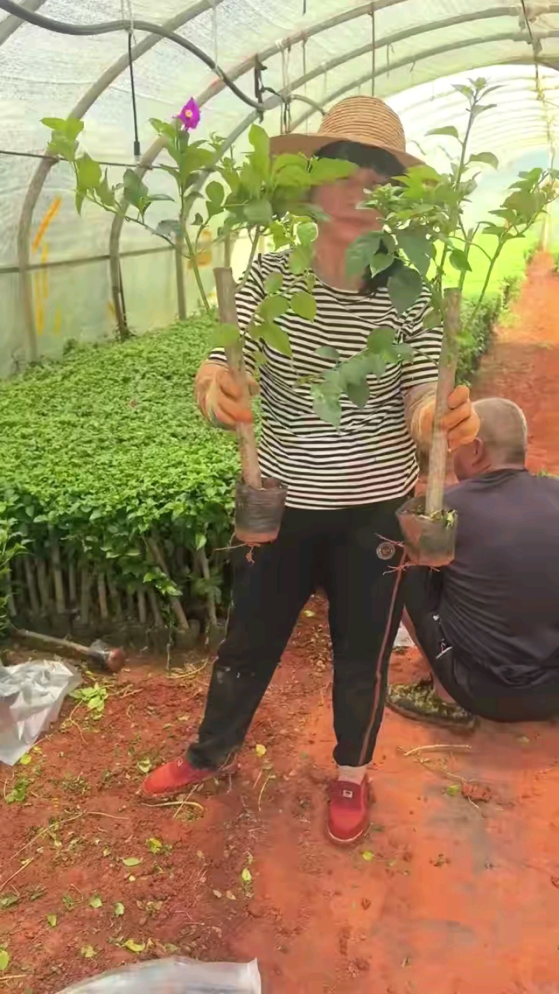 云南三角梅紫花三角梅盆栽整体高度带花带土发货规格齐全