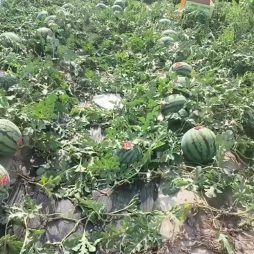 无籽美都麒麟西瓜小薄皮，双红壤，支持视频看货，全国代发价