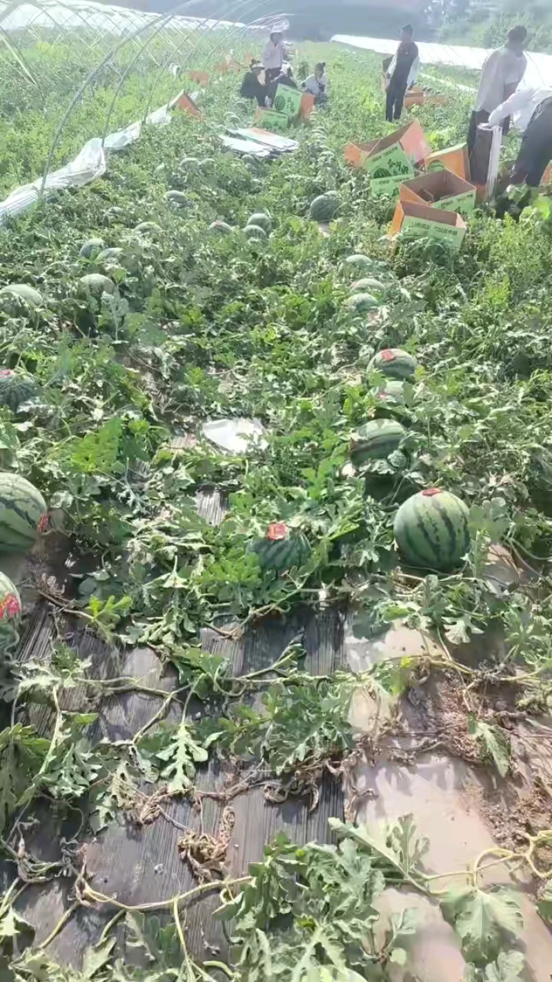 无籽美都麒麟西瓜小薄皮，双红壤，支持视频看货，全国代发价