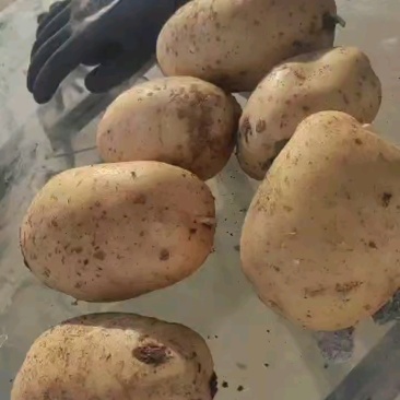 土豆