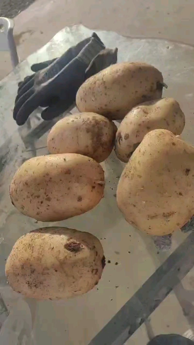 土豆