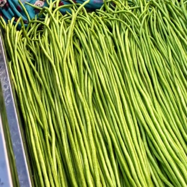 河北邯郸精品长豆角代发全国各大市场商超加工厂