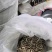 当归,节片,头片品质保障货真价实自有实体店欢迎老板联系