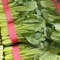 小白菜全年供应小白菜走市场脱水场有冷库有大棚可发全国