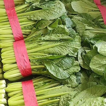 小白菜全年供应小白菜走市场脱水场有冷库有大棚可发全国