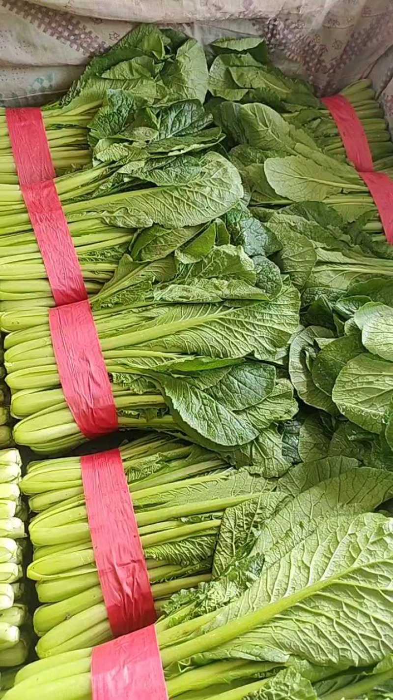 小白菜全年供应小白菜走市场脱水场有冷库有大棚可发全国