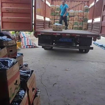 精品黄瓜产地直采供货量大可原产地看货支持各种包装