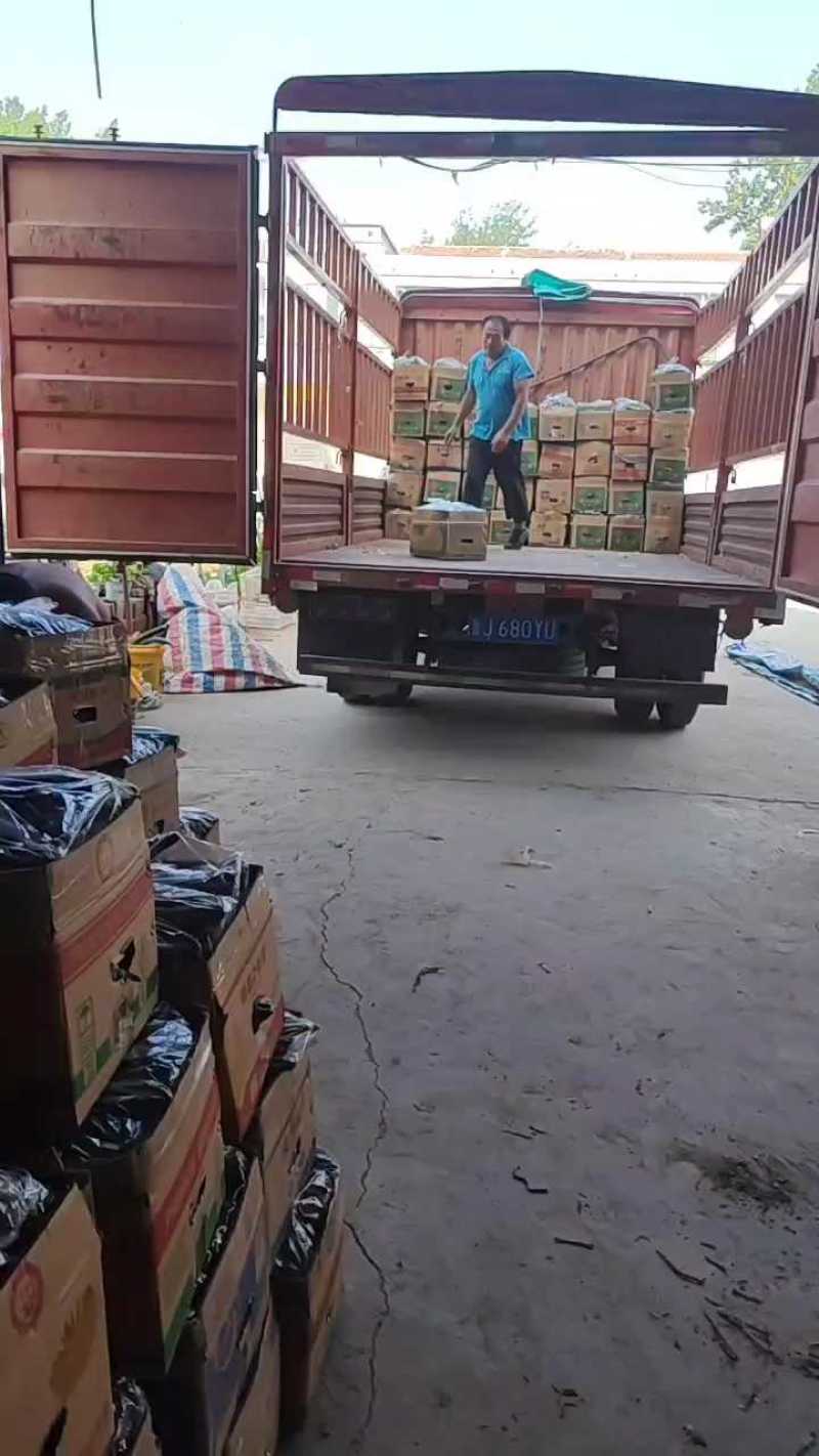 精品黄瓜产地直采供货量大可原产地看货支持各种包装