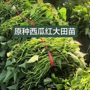 西瓜红红薯苗西瓜红地瓜苗西瓜红苗蜜薯苗西瓜红薯苗