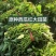 西瓜红红薯苗西瓜红地瓜苗西瓜红苗蜜薯苗西瓜红薯苗