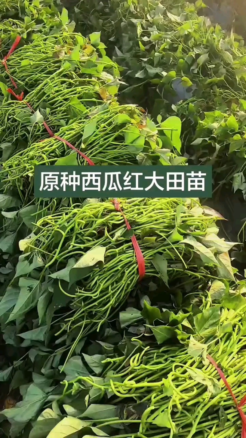 西瓜红红薯苗西瓜红地瓜苗西瓜红苗蜜薯苗西瓜红薯苗
