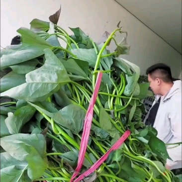西瓜红红薯苗商薯19红薯苗龙薯9号济薯26红薯苗