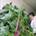 西瓜红红薯苗商薯19红薯苗龙薯9号济薯26红薯苗
