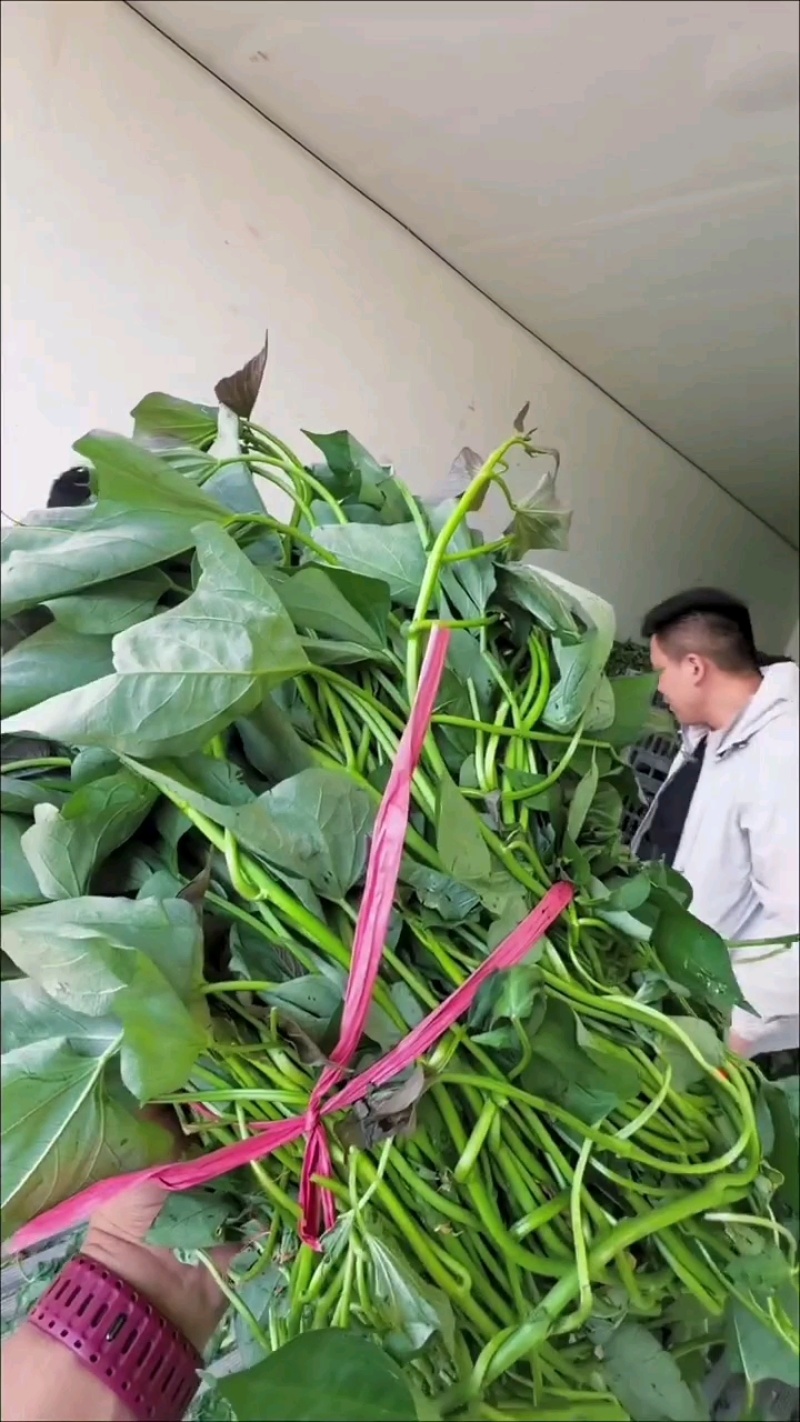 西瓜红红薯苗商薯19红薯苗龙薯9号济薯26红薯苗