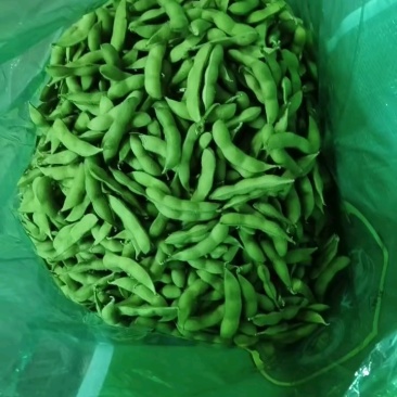 毛豆/翠绿宝毛豆/山东临沂毛豆/毛豆角/全国供应