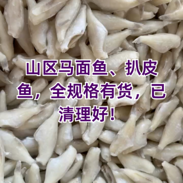 耗儿鱼小耗鱼马面鱼鲜冻剥皮鱼玻璃鱼扒皮鱼海鲜批发自助餐食