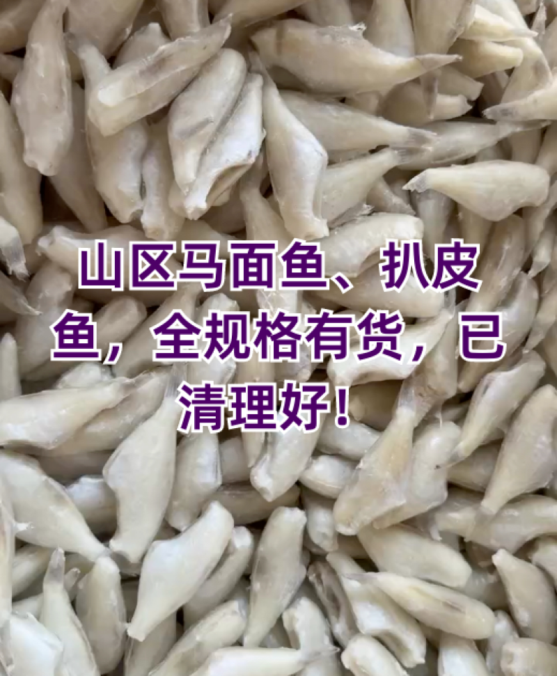 耗儿鱼小耗鱼马面鱼鲜冻剥皮鱼玻璃鱼扒皮鱼海鲜批发自助餐食