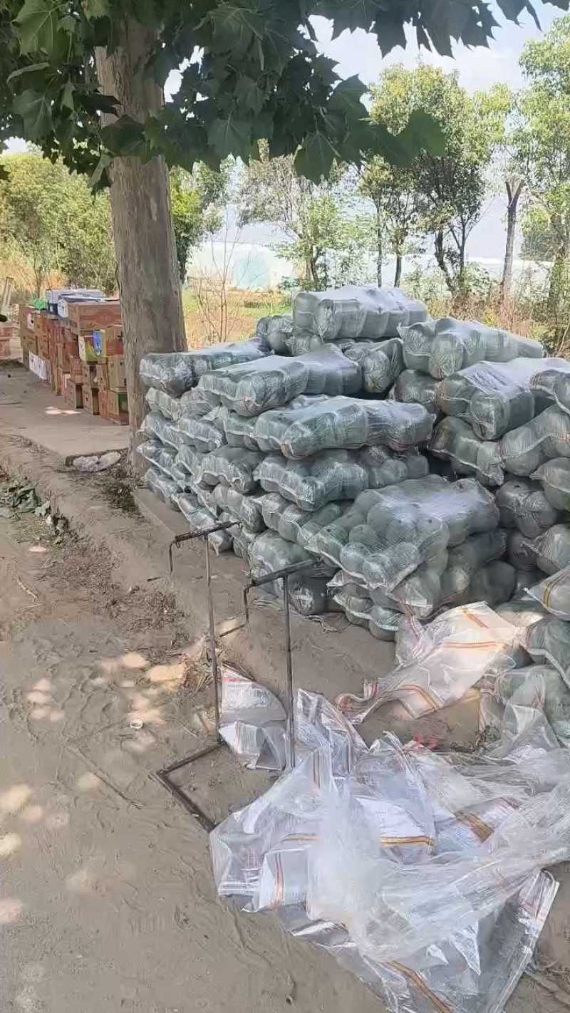 精品水果冬瓜小冬瓜价格实惠量大从优价格实惠