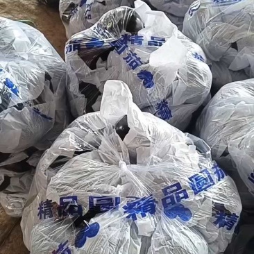 紫光圆茄子，产地蔬菜大量供应