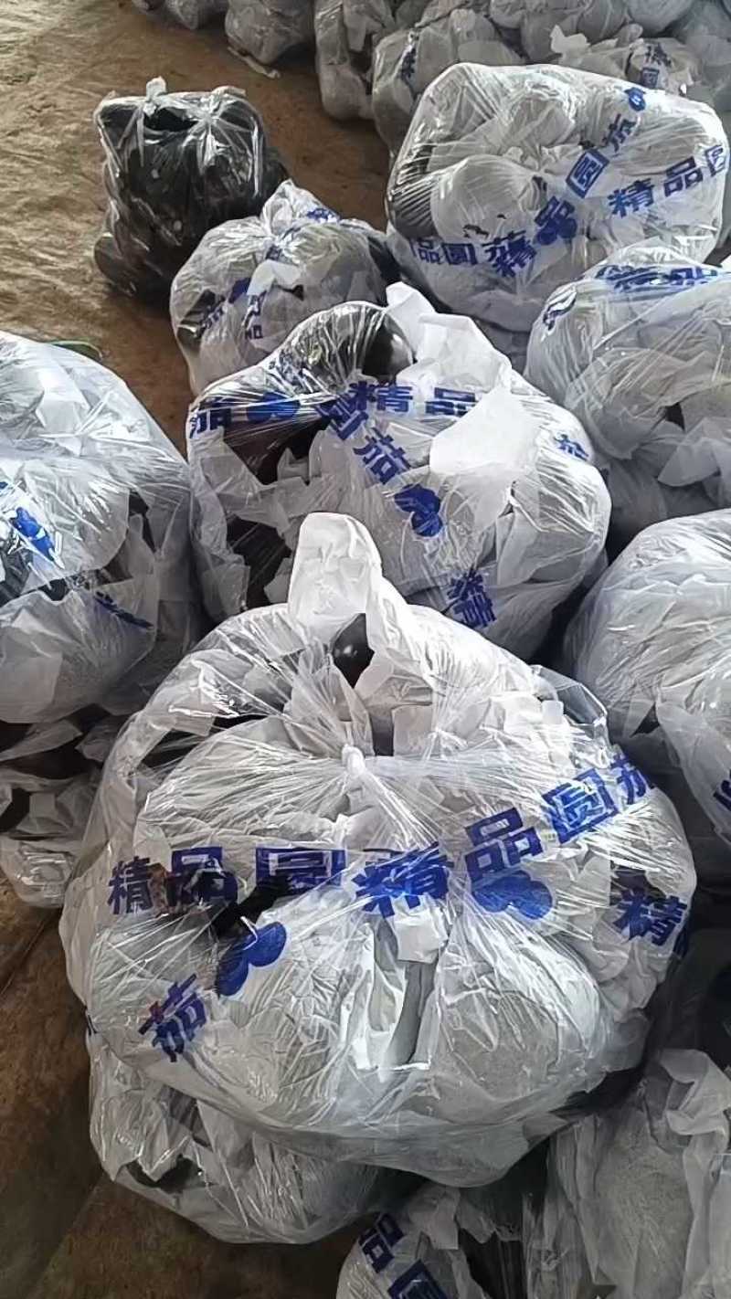 紫光圆茄子，产地蔬菜大量供应