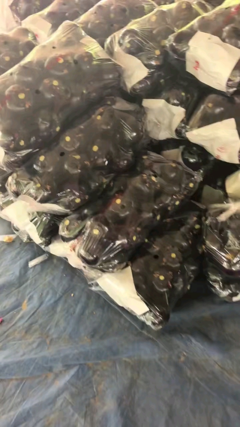 圆茄聊城紫光圆茄基地直发对接电商超市市场欢迎咨询