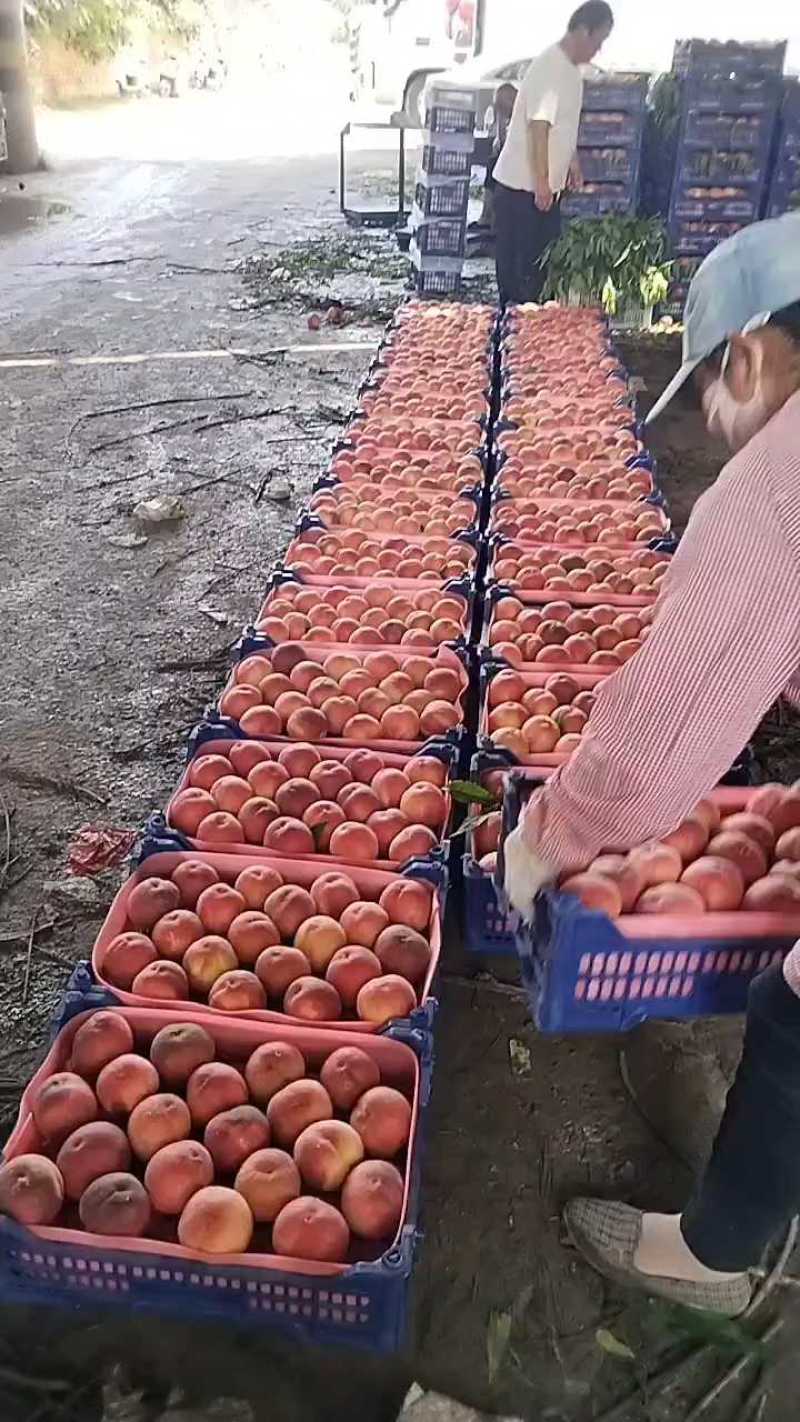 安徽精品突围桃毛桃大量上市口感甜基地供应支持考察发市场