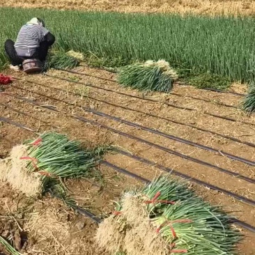 【铁杆葱苗】基地直供一手货源,专业合作社育苗全国各地接单