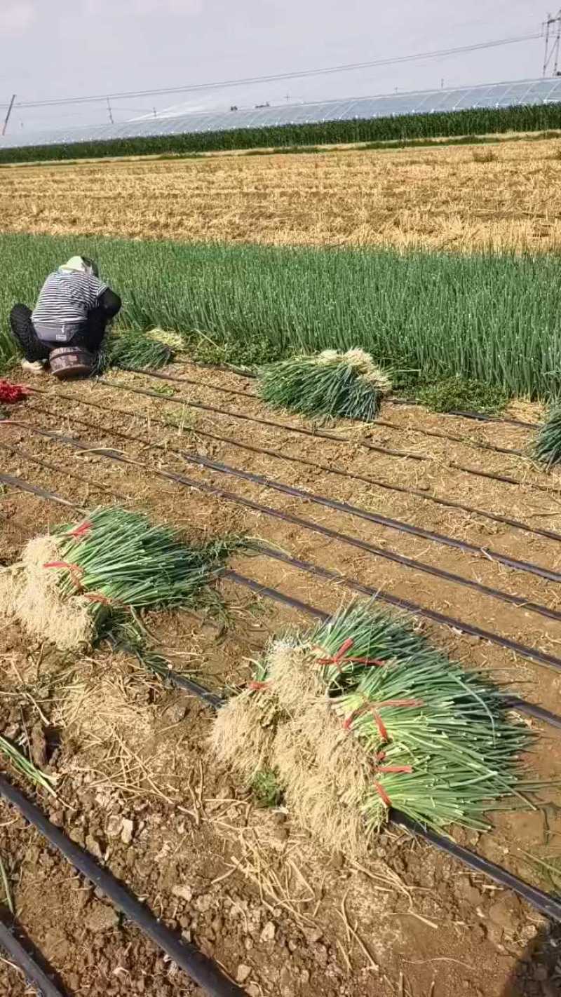 【铁杆葱苗】基地直供一手货源，专业合作社育苗全国各地接单